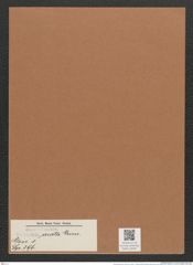 Navicula arata Grun. (de-Toni-Nr.: Genus 1, Species 396) Zeichnungen Sammlung Grunow Mappe 00361 (Herbarium_W_Grunow_drawings_Folder_00361)